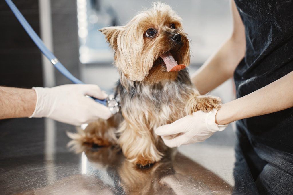 herramienta_veterinaria_equipos_médico_chile_vetmedic