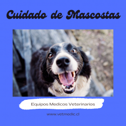 Mascotas sonriendo Medico Veterinario